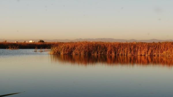 Fiscalia investiga l'"alarmant" descens dels nivells d'aigua a l'Albufera Fiscalia investiga l'"alarmant" descens dels nivells d'aigua a l'Albufera