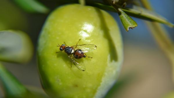 Mosca del olivo Mosca del olivo