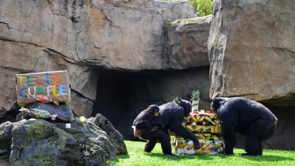 Coco, un dels ximpanzés de Bioparc en perill d'extinció, celebra el seu primer aniversari Coco, un dels ximpanzés de Bioparc en perill d'extinció, celebra el seu primer aniversari