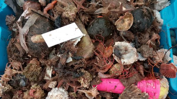 Una de las cajas de captura pesquera con basura obtenidas durante el estudio. Una de las cajas de captura pesquera con basura obtenidas durante el estudio.