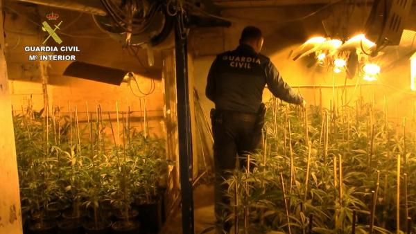 Once detenidos tras desmantelar una plantación de marihuana en La Carlota con más de 2.100 plantas Once detenidos tras desmantelar una plantación de marihuana en La Carlota con más de 2.100 plantas