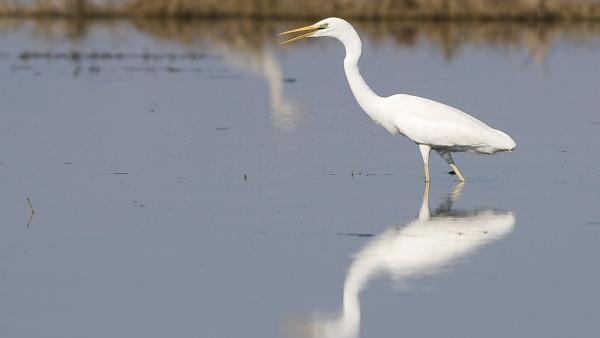 La Junta de Desguàs d'Albufera veu "incomprensible" la postura de Fiscalia La Junta de Desguàs d'Albufera veu "incomprensible" la postura de Fiscalia