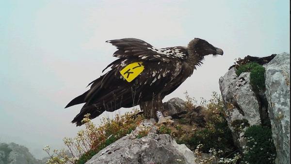 El Quebrantahuesos 'Sol' liberado en el Parque Nacional de Picos de Europa. El Quebrantahuesos 'Sol' liberado en el Parque Nacional de Picos de Europa.