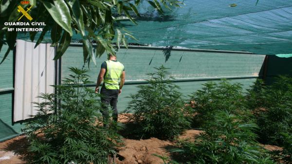 La Guardia Civil de Cuenca detiene a dos personas e investiga a otra por cultivo de drogas en las inmediaciones de la localidad de Arcas. La Guardia Civil de Cuenca detiene a dos personas e investiga a otra por cultivo de drogas en las inmediaciones de la localidad de Arcas.
