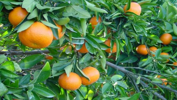 AVA-ASAJA prevé una reducción de la futura cosecha valenciana de cítricos cercana al 30% AVA-ASAJA prevé una reducción de la futura cosecha valenciana de cítricos cercana al 30%