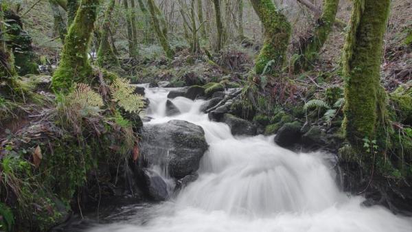 Ríos, naturaleza, bosque, árboles Ríos, naturaleza, bosque, árboles