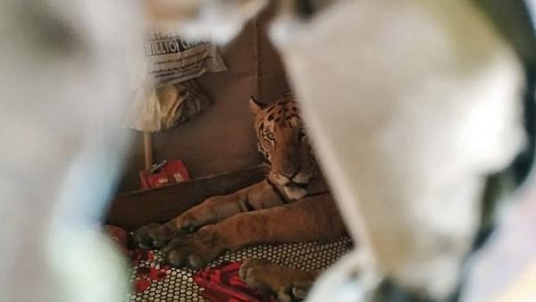 Tigre Tigre
