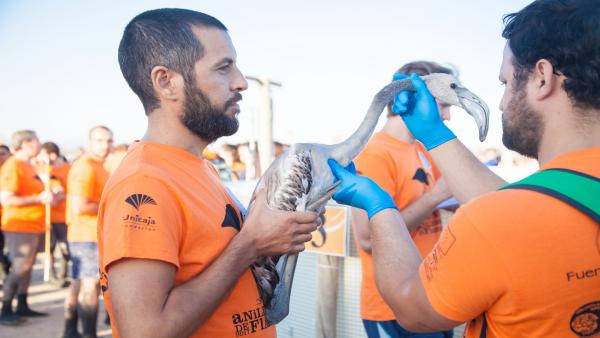 Labores de anillamiento de flamencos en Las Marismas De Odiel Labores de anillamiento de flamencos en Las Marismas De Odiel