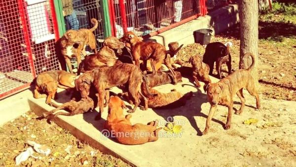 Perros abandonados en Sevilla Perros abandonados en Sevilla