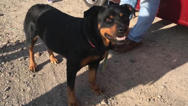 Ejemplar de Rottweiler rescatado por la Policía Local Ejemplar de Rottweiler rescatado por la Policía Local