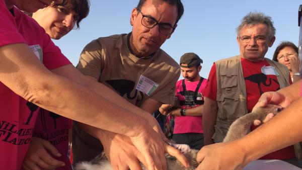 Nota De Prensa Y Fotos De Anillamiento De Flamencos En Marismas Del Odiel. 20.07.2019 Nota De Prensa Y Fotos De Anillamiento De Flamencos En Marismas Del Odiel. 20.07.2019