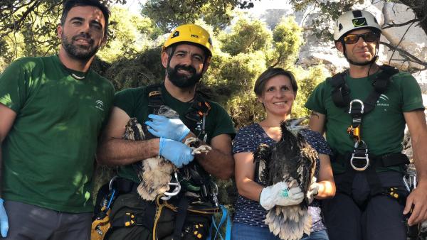 Marcaje de pollos en los nidos de alimoche Marcaje de pollos en los nidos de alimoche