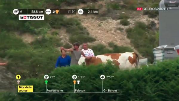 Una vaca en el Tour de Francia 2019 Una vaca en el Tour de Francia 2019