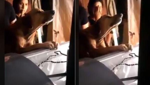 Perro llorando Perro llorando