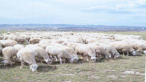 Nueva variante génica de la Rasa Aragonesa. Nueva variante génica de la Rasa Aragonesa.