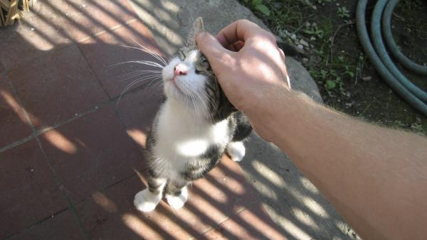 Gatos Gatos