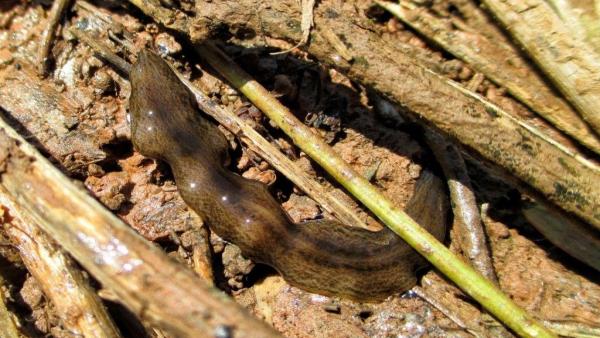 Detecten una espècie exòtica invasora en un àrea d'alt valor ecològic de l'Albufera Detecten una espècie exòtica invasora en un àrea d'alt valor ecològic de l'Albufera