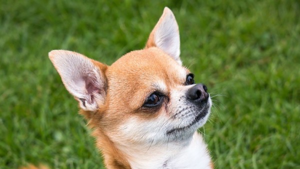 Chihuahua Chihuahua