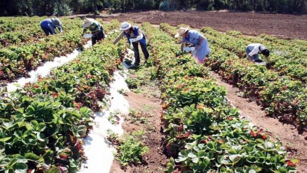 Trabajadores del campo, en una jornada de recogida. Trabajadores del campo, en una jornada de recogida.