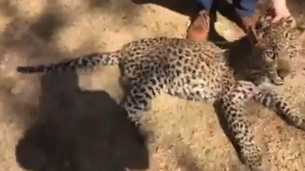 Leopardo Leopardo