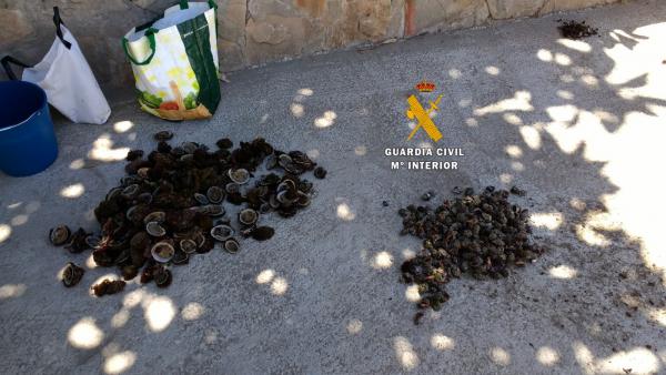 Ejemplares de lapas de Safí intervenidos. Ejemplares de lapas de Safí intervenidos.