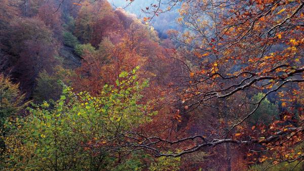 Bosque, árboles, otoño, paisaje, naturaleza. Bosque, árboles, otoño, paisaje, naturaleza.