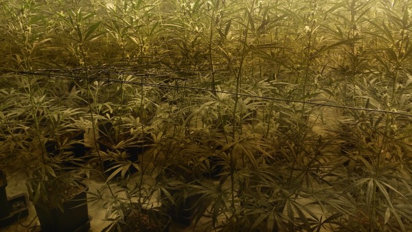 Una plantación de marihuana. Una plantación de marihuana.