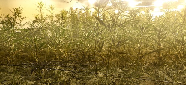Una plantación de marihuana.