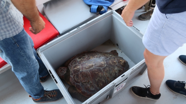 Ejemplar de tortuga marina Ejemplar de tortuga marina