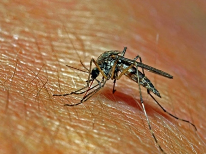 Mosquito
