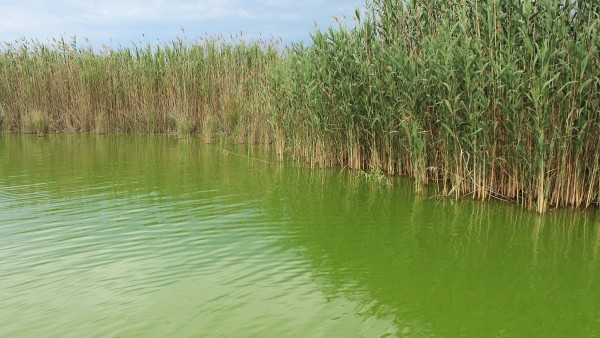 La Albufera de Valencia La Albufera de Valencia