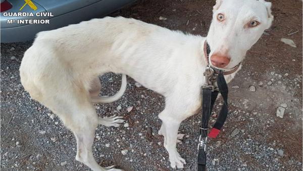 Investiguen un home per maltractament animal pel pèssim estat de set gossos de caça a Altea Investiguen un home per maltractament animal pel pèssim estat de set gossos de caça a Altea