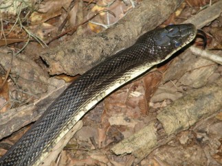 Serpiente rata negra o 'ptyas mucosa'
