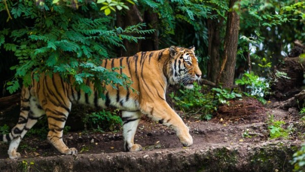 Tigre Tigre