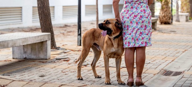 Perros como terapia para víctimas de violencia de género.