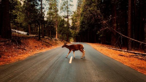 ¿Sabrías actuar si te cruzas con un animal en la carretera? ¿Sabrías actuar si te cruzas con un animal en la carretera?
