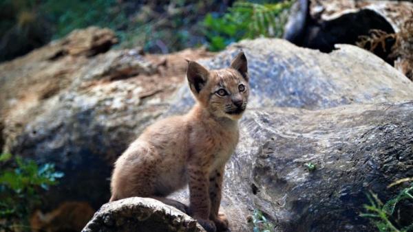 Primer lince nacido en el Pirineo desde hace un siglo Primer lince nacido en el Pirineo desde hace un siglo