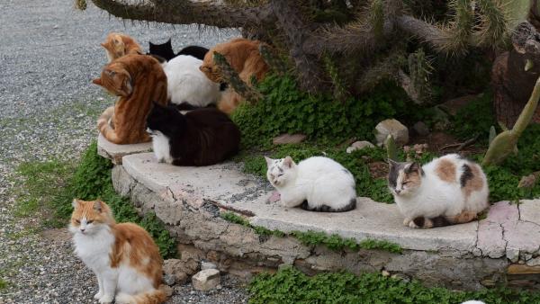 Gatos Gatos
