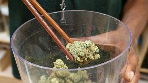Cannabis