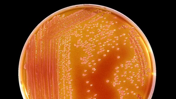 Bacteria Serratia Bacteria Serratia