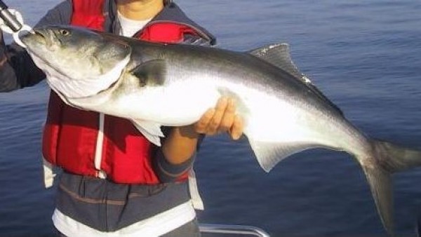 Un pez golfar de gran tamaño. Un pez golfar de gran tamaño.