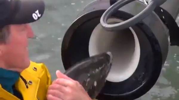 El 'cañón de salmón', un tubo por el que viajan los peces para sortear una presa de agua El 'cañón de salmón', un tubo por el que viajan los peces para sortear una presa de agua