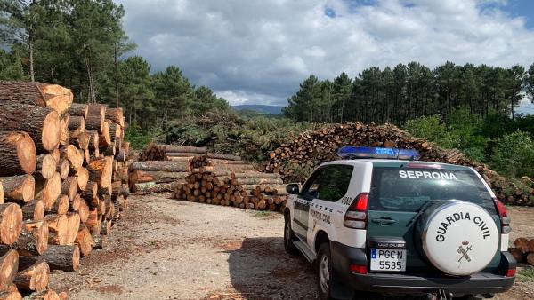 Una persona detenida y 14 investigadas de una organización desarticulada por comercializar madera infectada en la provincia de Pontevedra. Una persona detenida y 14 investigadas de una organización desarticulada por comercializar madera infectada en la provincia de Pontevedra.