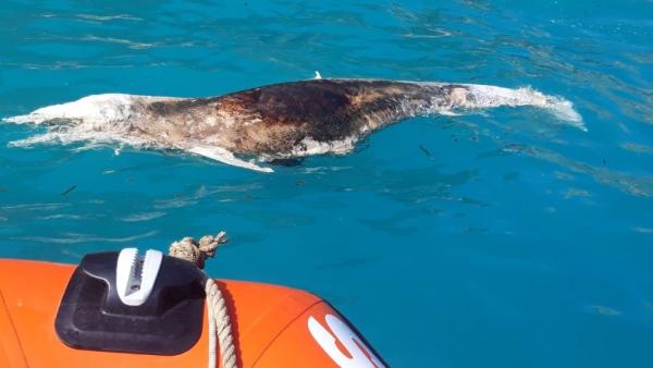 Delfín muerto en Benitatxell Delfín muerto en Benitatxell