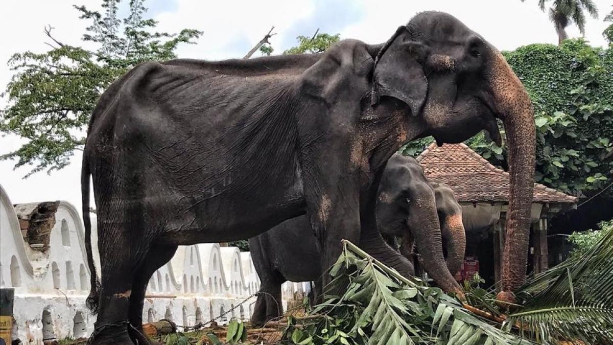 Resultado de imagen para tikiri elephant