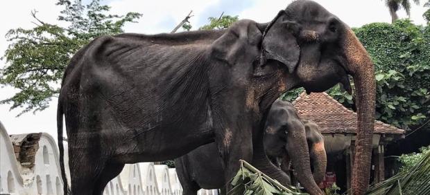 Elefante maltrato