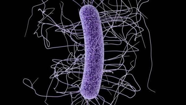 Clostridium difficile