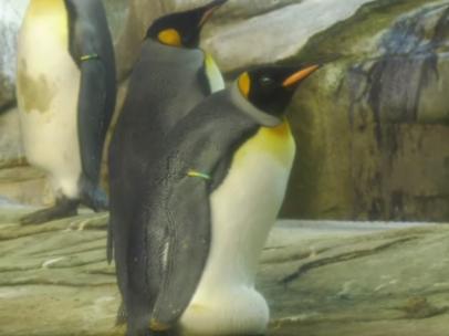 Los pingüinos Skipper y Ping