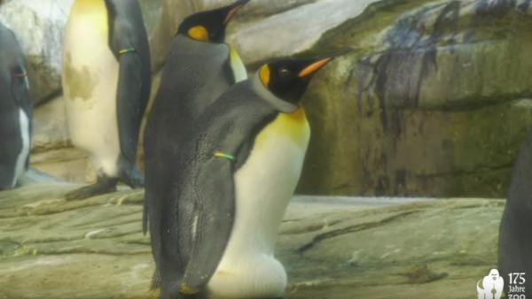 Los pingüinos Skipper y Ping Los pingüinos Skipper y Ping