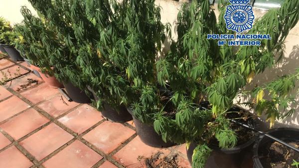 Plantas de cannabis sativa en la azotea de un inmueble en Marbella (Málaga) Plantas de cannabis sativa en la azotea de un inmueble en Marbella (Málaga)
